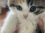 Callie - Scottish Fold Kitten For Sale - Roanoke&comma; VA&comma; US