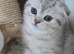 Bella - Scottish Fold Kitten For Sale - Simpsonville&comma; SC&comma; US