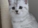 Nala - Scottish Straight Kitten For Sale - Simpsonville&comma; SC&comma; US