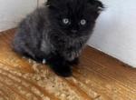 Panther - Munchkin Kitten For Sale - 