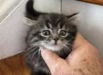 Trixie - Minuet Kitten For Sale - 