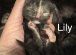 Beautys Maine Coonish litter - Maine Coon Kitten For Sale - WI&comma; US