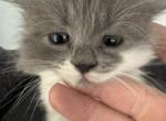 Millie - Persian Kitten For Sale - 