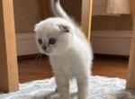 Scottish Fold male kitten - Scottish Fold Kitten For Sale - Sterling&comma; VA&comma; US