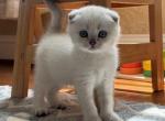 Scottish Fold male kitten - Scottish Fold Kitten For Sale - Sterling&comma; VA&comma; US