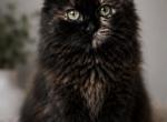 Mittens - Ragdoll Kitten For Sale - 