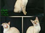 Clark - Bengal Kitten For Sale - Florence&comma; SC&comma; US