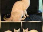 Lewis - Bengal Kitten For Sale - Florence&comma; SC&comma; US