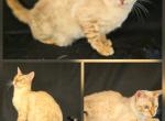 Vino - Bengal Cat For Sale - Florence&comma; SC&comma; US