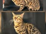 Volt - Bengal Cat For Sale - Florence&comma; SC&comma; US