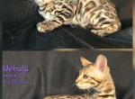 Nebula - Bengal Kitten For Sale - Florence&comma; SC&comma; US
