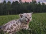 Totoro - Bengal Kitten For Sale - Charlestown&comma; IN&comma; US