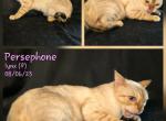 Persephone - Bengal Cat For Sale - Florence&comma; SC&comma; US