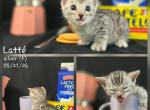 Latte - Bengal Kitten For Sale - Florence&comma; SC&comma; US