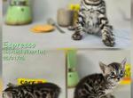 Espresso - Bengal Kitten For Sale - Florence&comma; SC&comma; US