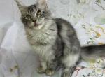 Maine Coon Richard - Maine Coon Kitten For Sale - Brooklyn&comma; NY&comma; US