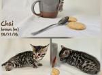 Chai - Bengal Kitten For Sale - Florence&comma; SC&comma; US