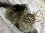 Maine Coon Ikarus - Maine Coon Kitten For Sale - Brooklyn&comma; NY&comma; US