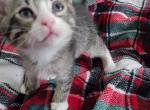 Tuxedo Kittens - Domestic Kitten For Sale - North Las Vegas&comma; NV&comma; US