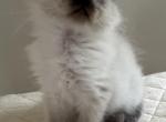 Sealpoint female - Ragdoll Kitten For Sale - Haverhill&comma; MA&comma; US