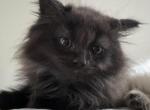 Chocolate black smoke male - Ragdoll Kitten For Sale - Haverhill&comma; MA&comma; US