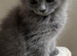 Solid blue - Ragdoll Kitten For Sale - Haverhill&comma; MA&comma; US