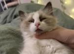 Goatee - Ragdoll Kitten For Sale - New York&comma; NY&comma; US
