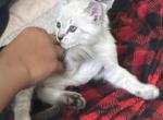 Mittens - Siamese Kitten For Sale - Everett&comma; WA&comma; US