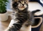 Tiger Jack - Maine Coon Kitten For Sale - 