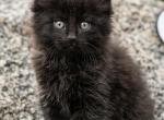 Jasper - Maine Coon Kitten For Sale - 