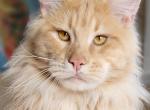 Greenjack Montana Breeze - Maine Coon Cat For Sale - Apex&comma; NC&comma; US