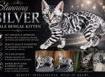 Beautiful Silver Male - Bengal Kitten For Sale - Hermann&comma; MO&comma; US