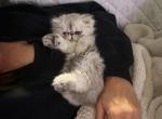 Theo - Persian Kitten For Sale - Fleming Island&comma; FL&comma; US