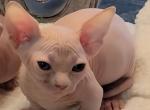 Tinsley - Bambino Kitten For Sale - 