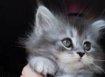 Jupiter - Maine Coon Kitten For Sale - Mount Penn&comma; PA&comma; US