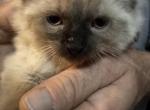 Blue - Balinese Kitten For Sale - Plainfield&comma; IN&comma; US