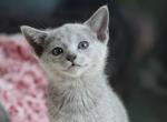 Kiria - Russian Blue Kitten For Sale - Raleigh&comma; NC&comma; US