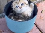 Scottish Fold Male Kitten - Scottish Fold Kitten For Sale - Oakland&comma; CA&comma; US