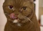 Eclipse - British Shorthair Kitten For Sale - Vacaville&comma; CA&comma; US