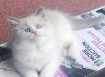 Mooh - Ragdoll Kitten For Sale - Youngstown&comma; OH&comma; US