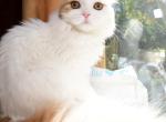 Helga - Scottish Fold Kitten For Sale - Warwick&comma; NY&comma; US