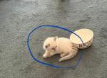 Marxin - Ragdoll Kitten For Sale - Prosperity&comma; SC&comma; US