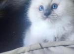Chipmunk Mitted Blue Ragdoll - Ragdoll Kitten For Sale - Youngstown&comma; OH&comma; US