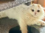 Hugo - Scottish Fold Kitten For Sale - Warwick&comma; NY&comma; US