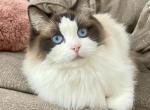 Daisy - Ragdoll Cat For Sale/Retired Breeding - New Milford&comma; PA&comma; US
