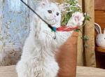Harmony - Scottish Straight Kitten For Sale - Warwick&comma; NY&comma; US