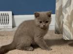 Durango from Tutti Frutti Katsumi - British Shorthair Kitten For Sale - Cutlerville&comma; MI&comma; US