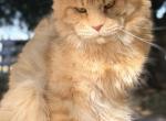 Bugatto - Maine Coon Cat For Sale - 