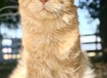 Bugatto - Maine Coon Cat For Sale - McArthur&comma; CA&comma; US