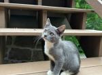 American Bobtail for adoption - American Bobtail Kitten For Sale - 30th Street&comma; PA&comma; US